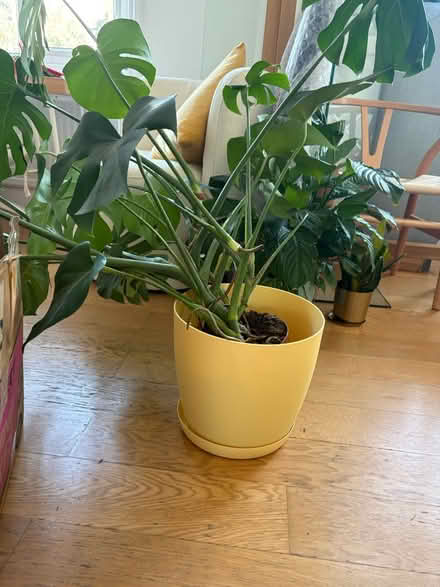 Photo of free Plant with vase (Notting Hill W9) #2