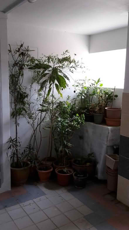 Photo of free Plants and Plant Pots (Queenstown, near MRT) #1
