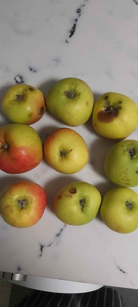 Photo of free Bramley apples (Woolton L25) #2