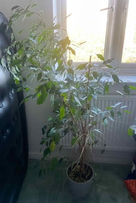 Photo of free Plant (Wembley) #1