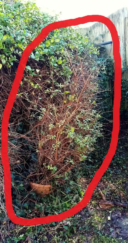 Photo of free Plants (Wickham PO17) #2