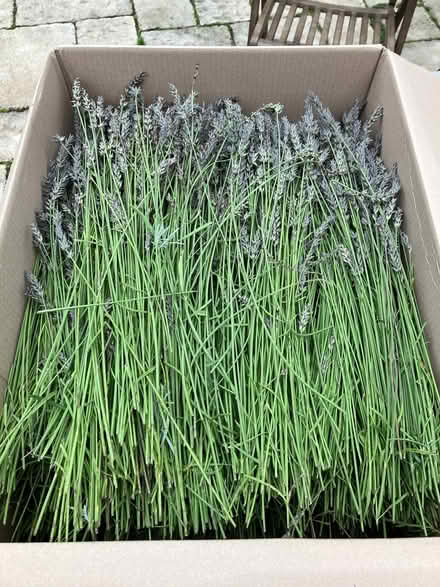 Photo of free Large box of lavender (Camberley GU15) #1