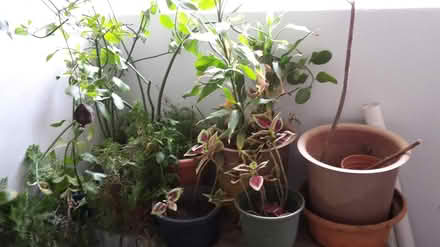 Photo of free Plants and Plant Pots (Queenstown, near MRT) #3