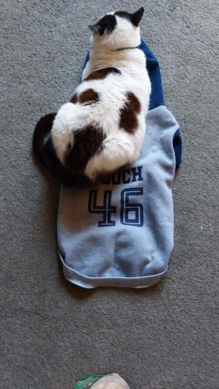 Photo of free Med sized dog coat (St Albans Jersey Farm AL4) #1