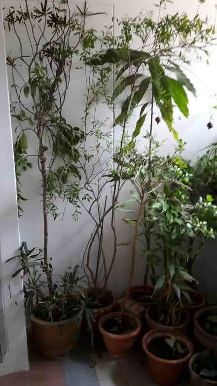 Photo of free Plants and Plant Pots (Queenstown, near MRT) #2