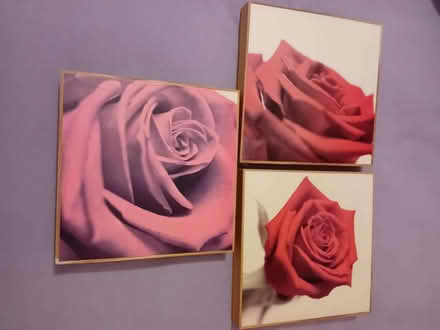 Photo of free 3 rose pictures wadebridge (Egloshayle PL27) #1