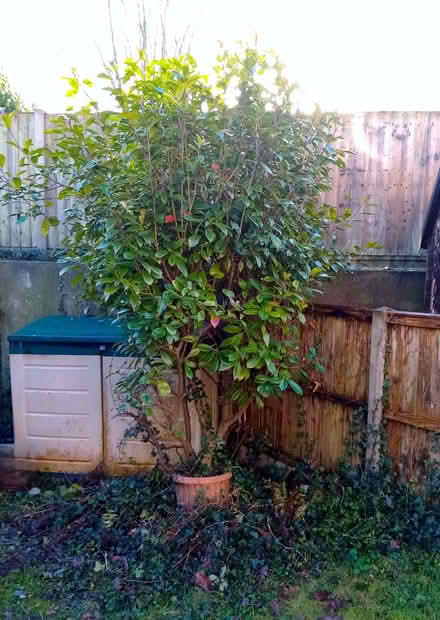 Photo of free Plants (Wickham PO17) #1