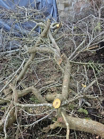 Photo of free Wood (Headington OX3) #3