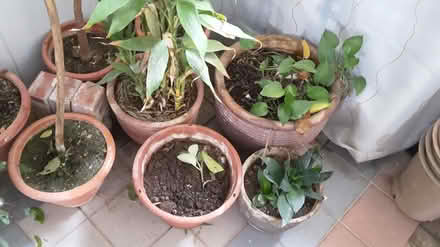 Photo of free Plants and Plant Pots (Queenstown, near MRT) #4