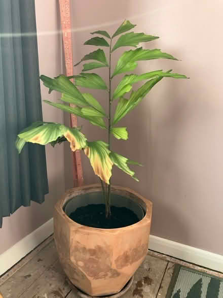 Photo of free House plant (Croxley Green WD3) #1