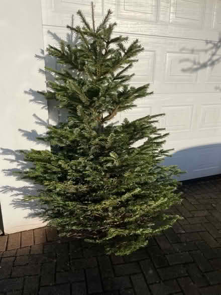 Photo of free Christmas Tree (Penrith CA11) #1