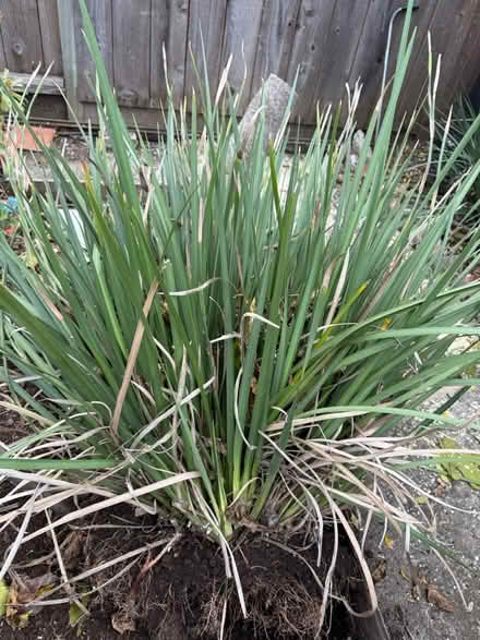 Photo of free Iris (Hale/Llagas in Morgan Hill) #1