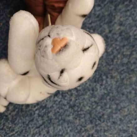 Photo of free White tiger fluffy (Sydenham SE26) #2