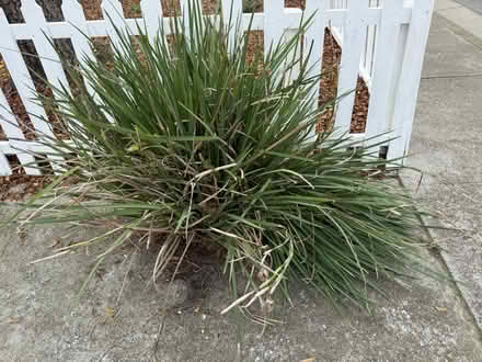 Photo of free Iris (Hale/Llagas in Morgan Hill) #3