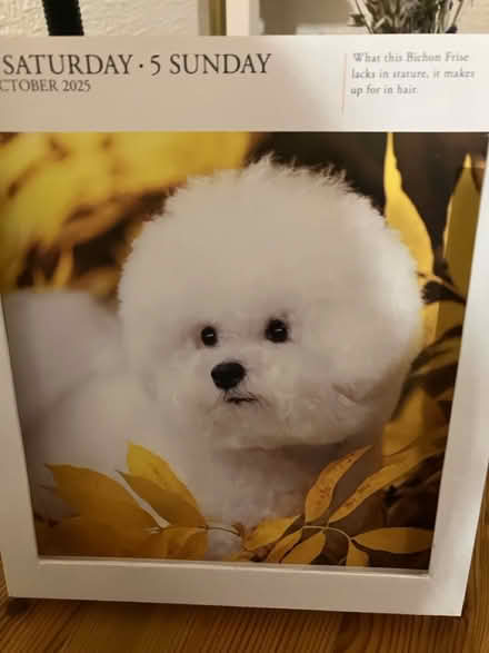 Photo of free Day to day desk calendar 2025 (Waddon) #4