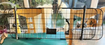 Photo of free Dog guard for car (Drylaw EH4) #1