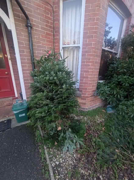 Photo of free Christmas tree (Haywards Heath RH16) #1