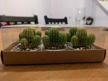 Photo of free Small cactus candles (North Tonbridge, TN10) #1