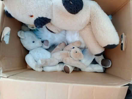 Photo of free Box of old teddy bears (Longlevens GL2) #1