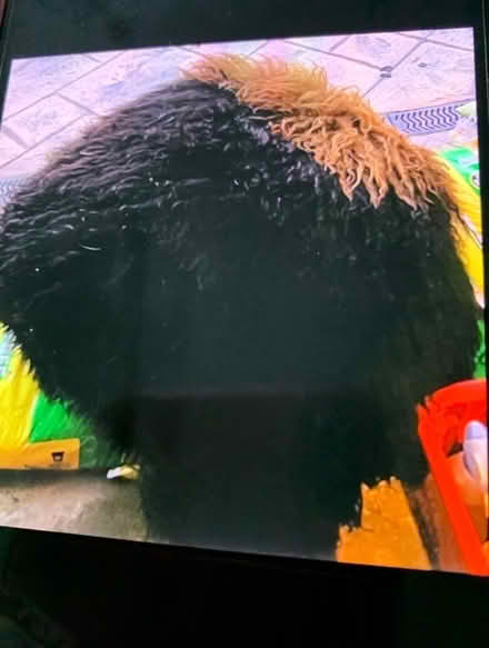 Photo of free Brown Mongolian fur pouffe (Leasowe CH45) #1