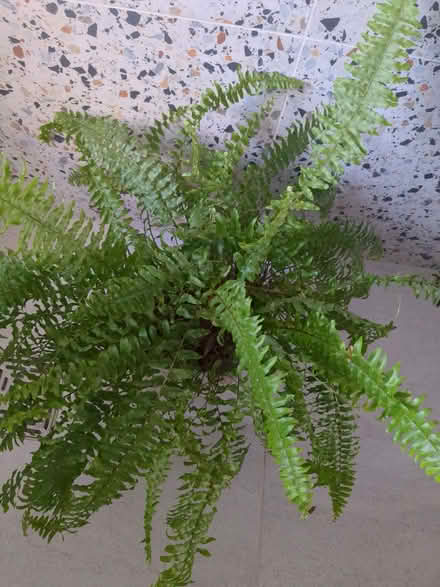 Photo of free Indoor fern (Bromham MK43) #1