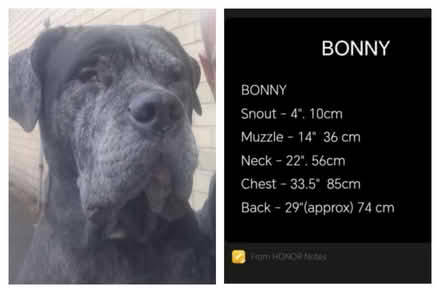 Photo of Dog collar, harness etc (Mapperly NG3) #1