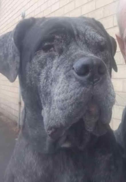 Photo of Dog collar, harness etc (Mapperly NG3) #2