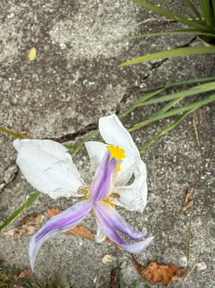 Photo of free Iris (Hale/Llagas in Morgan Hill) #2