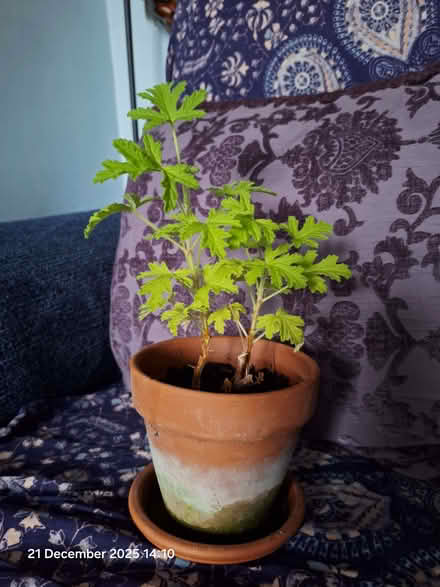 Photo of free Rose geranium plant (Canford Heath BH17) #1