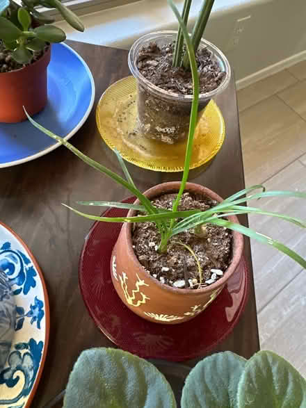 Photo of free House plants (Chandler, AZ) #4