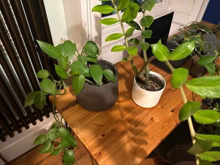 Photo of free Two plants (SW9 6LW) #1