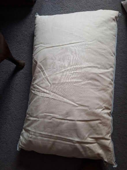 Photo of free 4 feather pillows (South Green CM11) #2