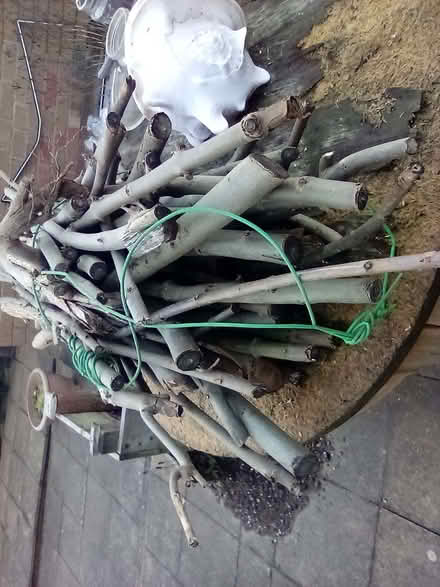 Photo of free FIREWOOD From an ASH TREE (Gledhow LS8) #1