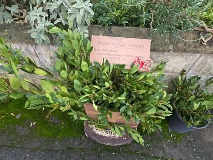 Photo of free Christmas Decorations (Lye Valley OX3) #3