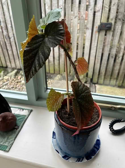 Photo of free Spotted begonia plant (Goldenacre EH3) #4