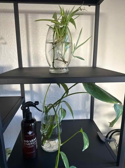 Photo of free House plants (Chandler, AZ) #2