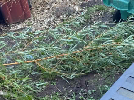Photo of free Bamboo plant / Bamboo sticks (M22) #1