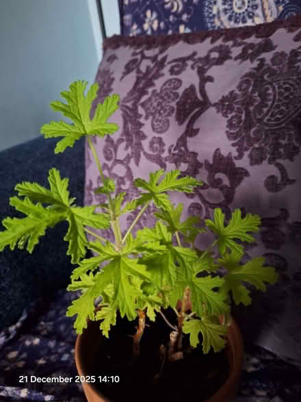 Photo of free Rose geranium plant (Canford Heath BH17) #2