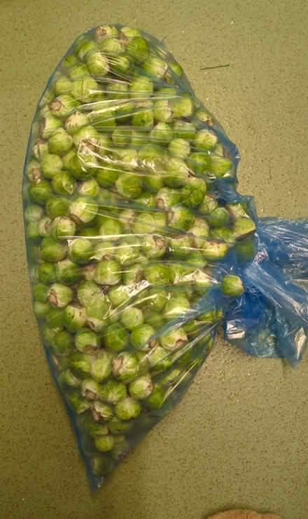 Photo of free Brussel sprouts (Starcross EX6) #1