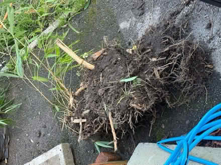 Photo of free Bamboo plant / Bamboo sticks (M22) #3