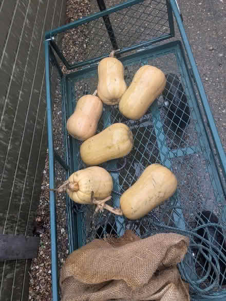 Photo of free Butternut squashes (Cleethorpes DN35) #1