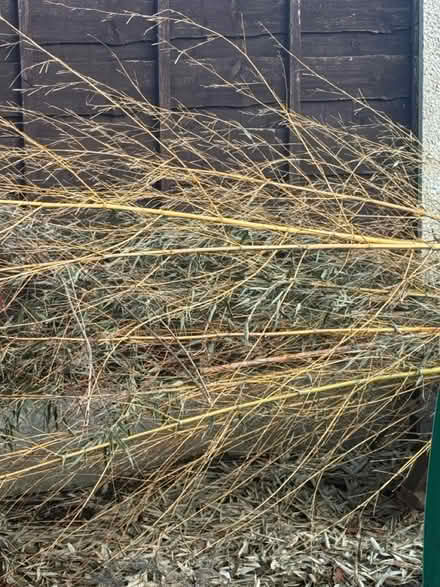 Photo of free Bamboo plant / Bamboo sticks (M22) #2