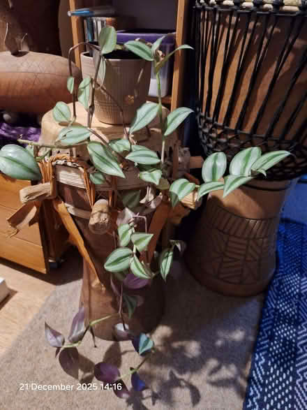 Photo of free Tradescantia houseplant. (Canford Heath BH17) #1