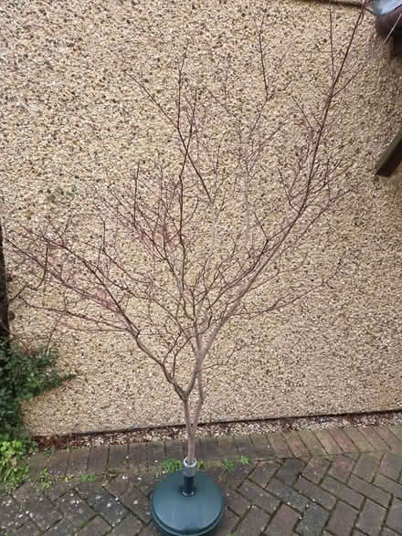 Photo of free Christmas Decorations (Lye Valley OX3) #4