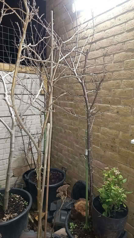 Photo of free Fruit trees (Little Ilford E12) #1