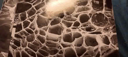Photo of free plant cell electron micrographs (melrose) #3