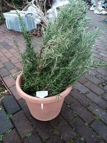 Photo of free fresh rosemary (Drylaw EH4) #1