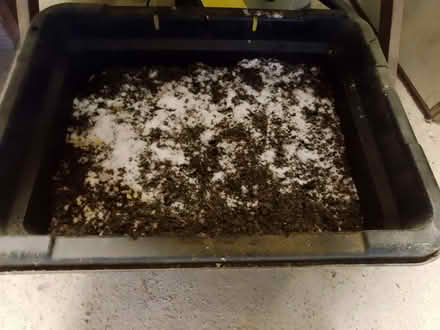 Photo of free Rock salt (Bucknell SY7) #2