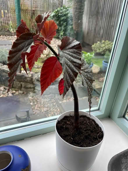 Photo of free Spotted begonia plant (Goldenacre EH3) #3