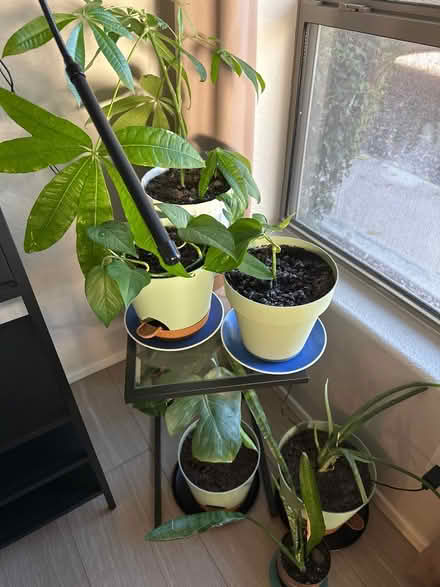 Photo of free House plants (Chandler, AZ) #3